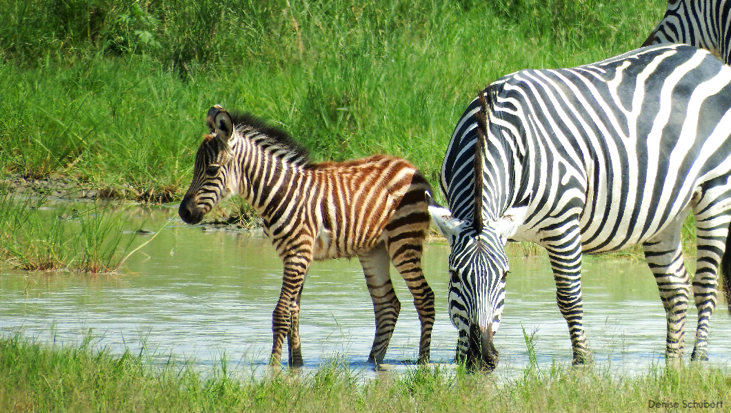 Photo by Lion World Traveler Denise Schubert